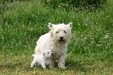 WESTIE 499